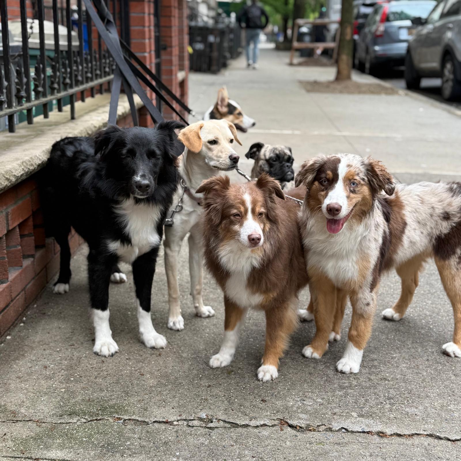 Fido Playhouse — PHOTO-2025-05-22-12-46-36 7